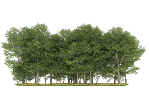 istock Forrest arrangement isolated on background. 3d rendering - illustration description 1472292281
