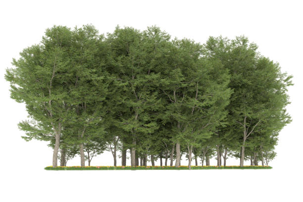 istock Forrest arrangement isolated on background. 3d rendering - illustration description 1472292288