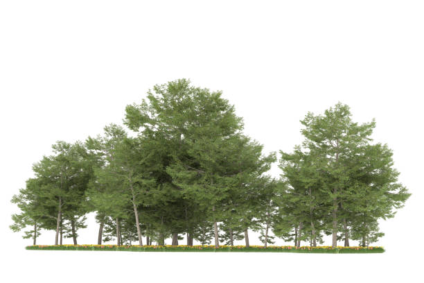 istock Forrest arrangement isolated on background. 3d rendering - illustration description 1472292289