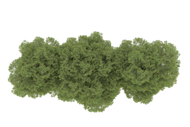 istock Forrest arrangement isolated on background. 3d rendering - illustration description 1472292290