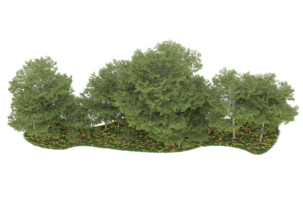 istock Forrest arrangement isolated on background. 3d rendering - illustration description 1472292297