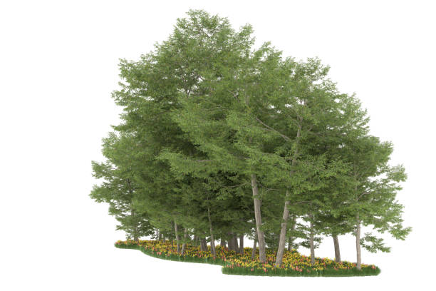 istock Forrest arrangement isolated on background. 3d rendering - illustration description 1472292304