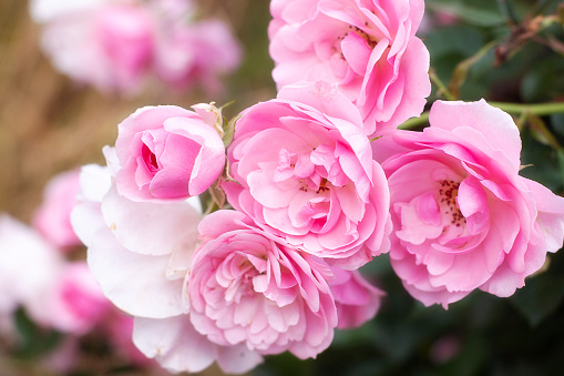 Partly open pink peony and stem with raindrops