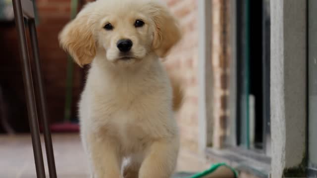 Cute Labrador puppy running around outside on a patio