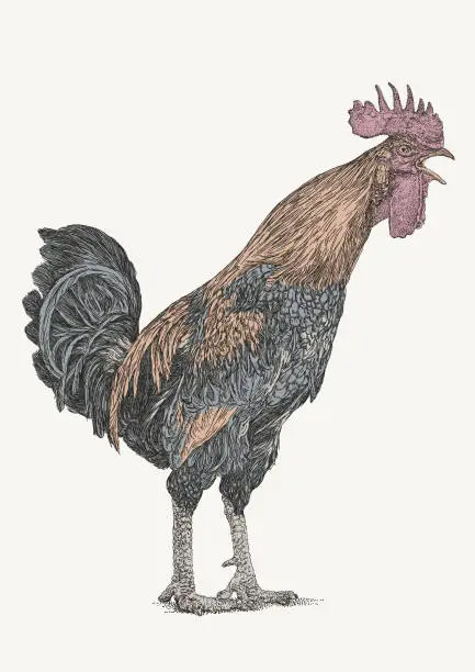 Vector illustration of Rooster Crowing