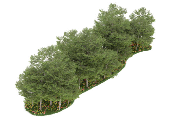 istock Forrest arrangement isolated on background. 3d rendering - illustration description 1472292728