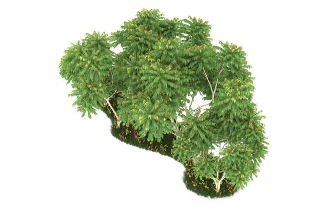 istock Forrest arrangement isolated on background. 3d rendering - illustration description 1472292744