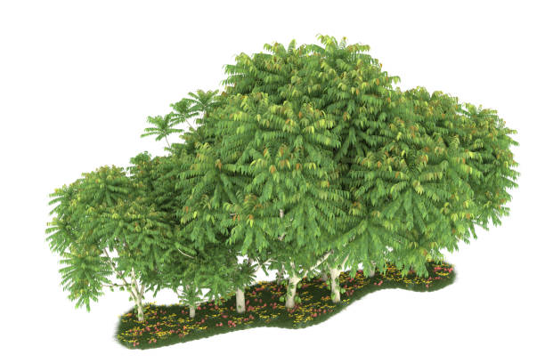 istock Forrest arrangement isolated on background. 3d rendering - illustration description 1472292772