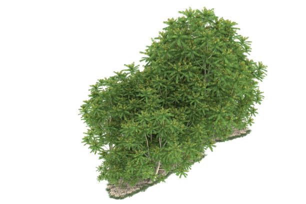 istock Forrest arrangement isolated on background. 3d rendering - illustration description 1472292817