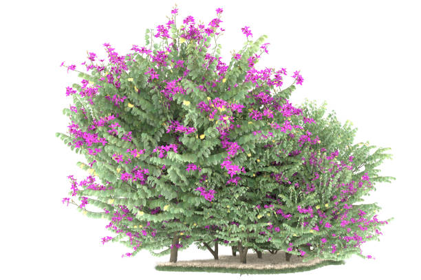 istock Forrest arrangement isolated on background. 3d rendering - illustration description 1472292876