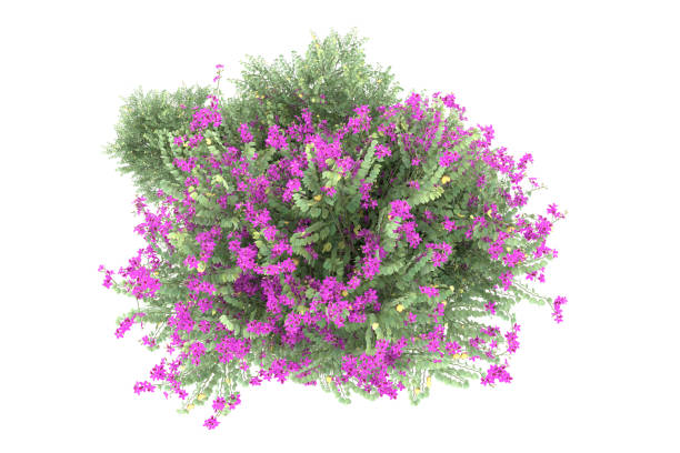 istock Forrest arrangement isolated on background. 3d rendering - illustration description 1472292880