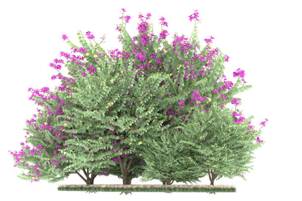 istock Forrest arrangement isolated on background. 3d rendering - illustration description 1472292883