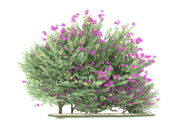 istock Forrest arrangement isolated on background. 3d rendering - illustration description 1472292897