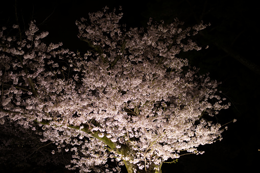 Cherry tree at night.