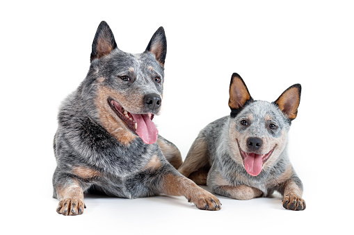 Two happy blue heeler or australian cattle dogs, adult and puppy, lying down isolated on white background. Breeding concept