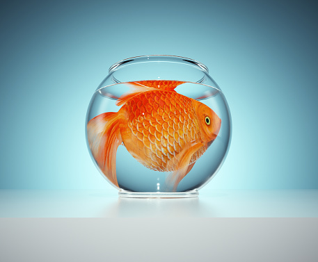 A goldfish in a small bowl. The concept of captivity. This is a 3d render illustration