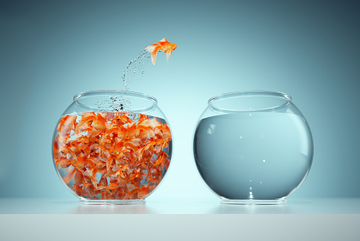 I'm not like others - be different concept - goldfish jumping in a bigger fish bowl. This is a 3d render illustration