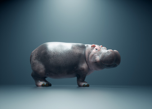 Hippopotamus on a conceptual studio background. This is a 3d render illustration.