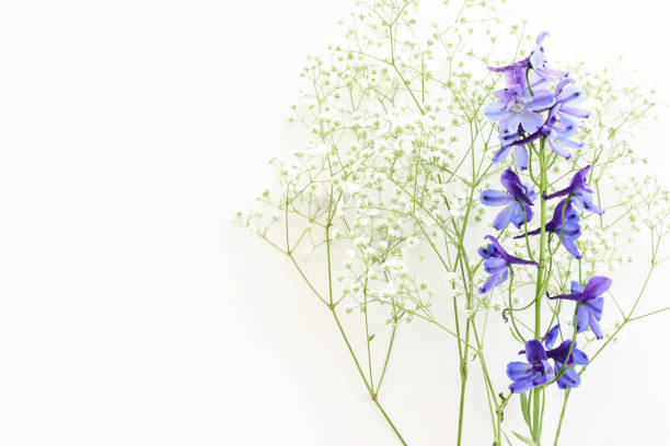 istock Top view image of violet delphinium flowers composition over white isolated background 1472297755