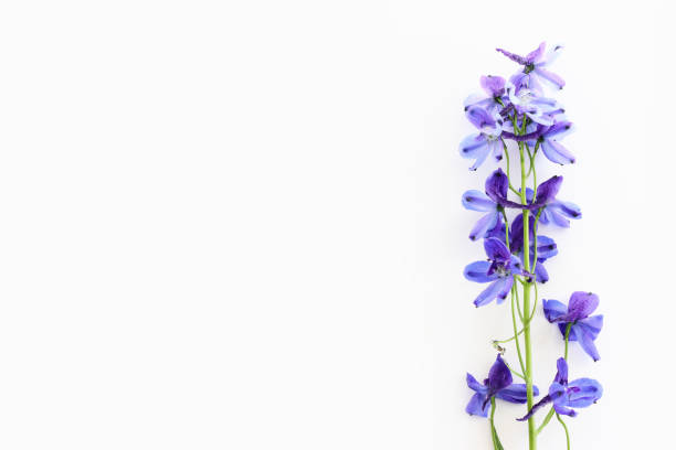 istock Top view image of violet delphinium flowers composition over white isolated background 1472297758