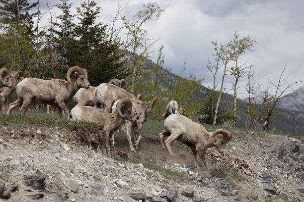 istock Bighorn Sheep Banff  National Park Kanada 1472297964