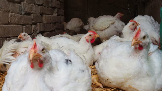 White hens with red scallops in a rural chicken coop. Chicken production, poultry farming, agriculture. Hens and roosters sit on the hay, walk, shake their heads and wings. Mother hens incubate eggs.