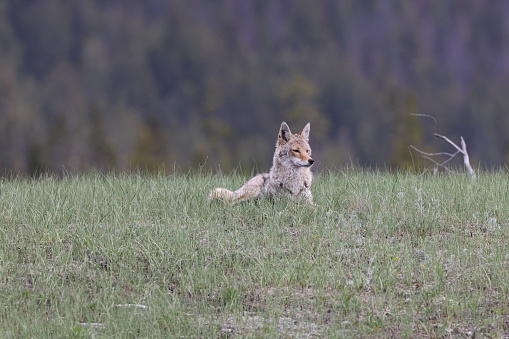 a pair of Wolves stand alert near Junction Butte in Northern Yellowstone National Park