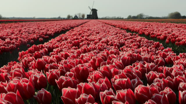 Dutch Spring scene with colourful tulip fields and a windmill at sunset in the North Netherlands