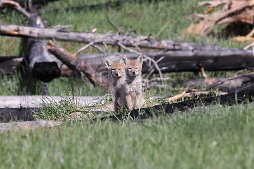 young coyotes  (Canis latrans)  alberta canada