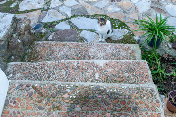 Cat sitting and waiting on ladder