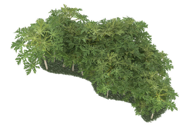 istock Forrest arrangement isolated on background. 3d rendering - illustration description 1472299384