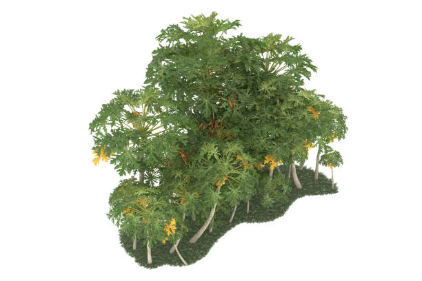 istock Forrest arrangement isolated on background. 3d rendering - illustration description 1472299479