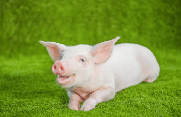 istock Funny young pig with a smile lying on the green grass. 1472299516