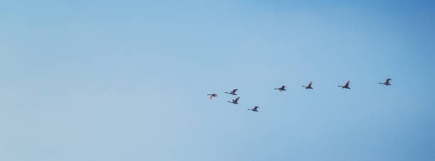 istock Flock of migrating greylag geese flying in V-formation 1472300351