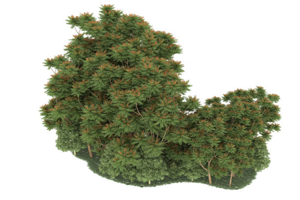 istock Forrest arrangement isolated on background. 3d rendering - illustration description 1472301650