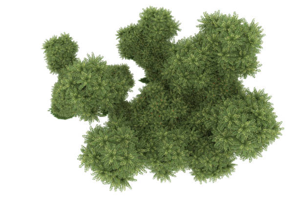 istock Forrest arrangement isolated on background. 3d rendering - illustration description 1472302319
