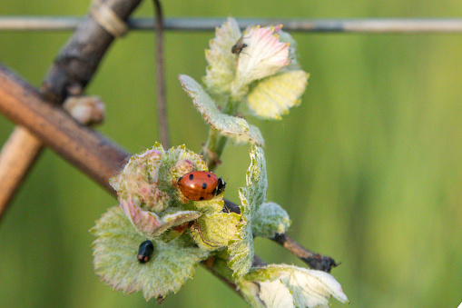 Natural vineyard of Alsace in biodynamics, the buds and the leaves come out in the spring, the ladybird too.