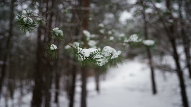 A pine tree covered in fresh snow