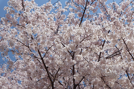Cherry blossoms in bloom on the. Capital Mall at sunrise.