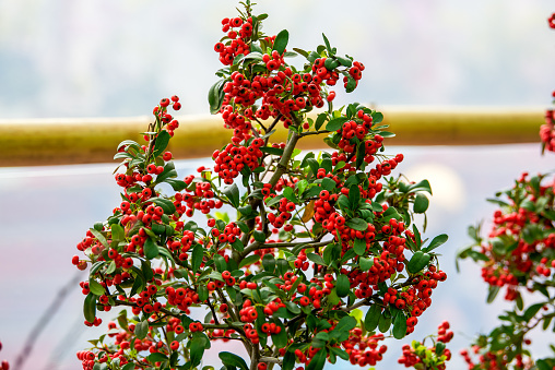 Lush and fruit-bearing bright red whorls of holly
