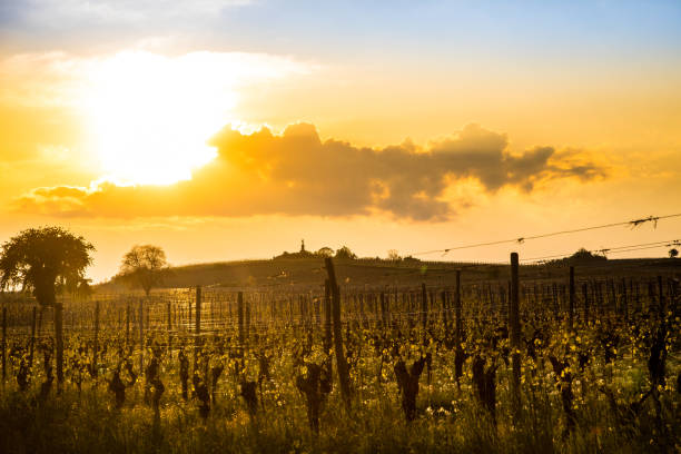 vite e tramonto - biodynamic foto e immagini stock