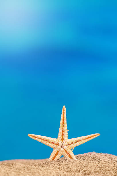 Starfish stands on sand on beach, behind sea. Vacation, beach, travel concept. Vertical. Copy space Starfish stands on sand on beach, behind sea. Vacation, beach, travel concept. Vertical. Copy space shell starfish orange sea stock pictures, royalty-free photos & images