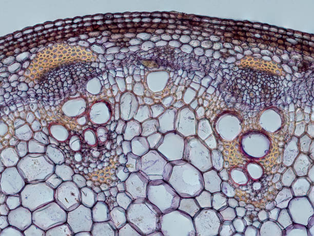 sección transversal del tallo de la planta (tallo de dalia) bajo el microscopio que muestra epidermis, haces basculares (floema y xilema) corteza y médula - stem cell human cell animal cell science fotografías e imágenes de stock