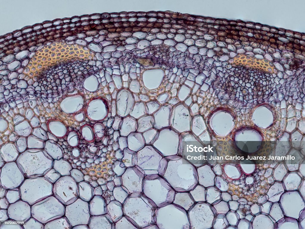 Root Cortex Micsroscope Plant Stem Cortex And Pith Stock Photo - Download Image Now - iStock