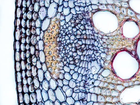 plant stem (dahlia stem) cross section under the microscope showing epidermis, bascular bundles (phloem and xylem) and cortex - optical microscope x400 magnification