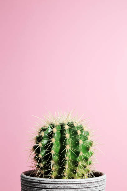 istock Green cactus in gray clay pot on pink background. Minimal creative stillife 1472308177