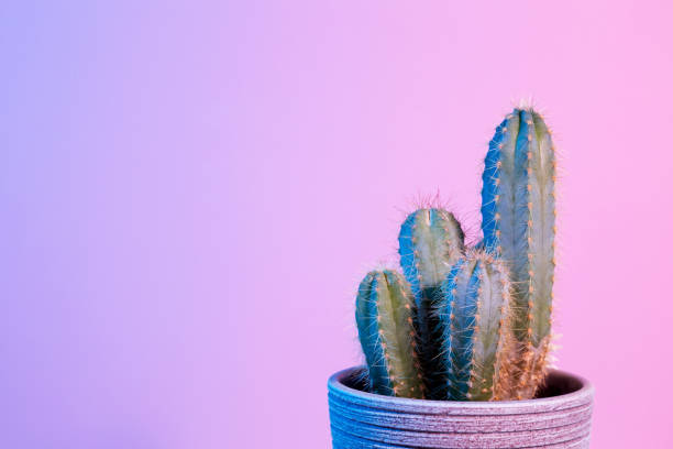istock Neon Cactus. Green cactus in gray pot on pink background. Minimal creative stillife. Copy space 1472308180