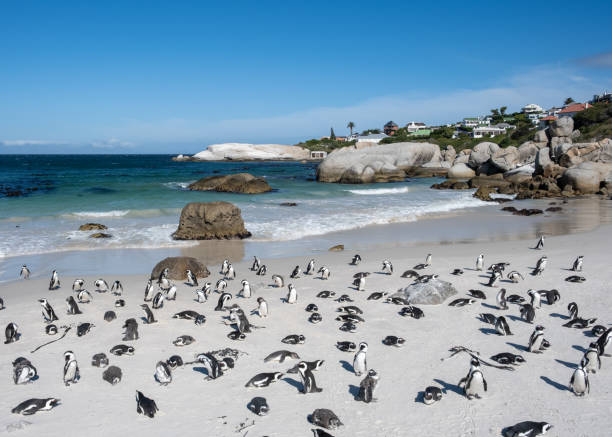 istock African Penguins in South Africa 1472308283