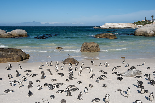African penguins enjoying the sunny beach