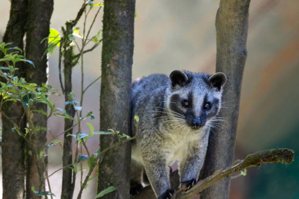Himalayan Palm Civet, Masked Palm Civet, Paguma larvata, Sikkim, India
